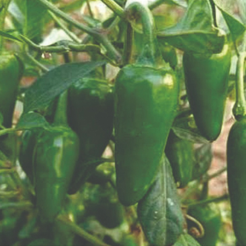 F1 Hybrid Hot Pepper Chilli Bullet seed variety
